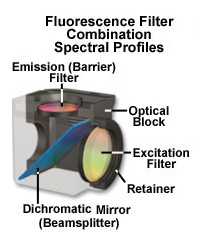 PCR fluorescence detection filter set